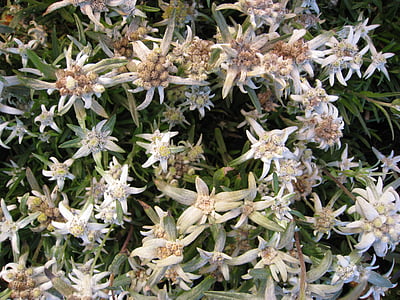 white flowers thumbnail