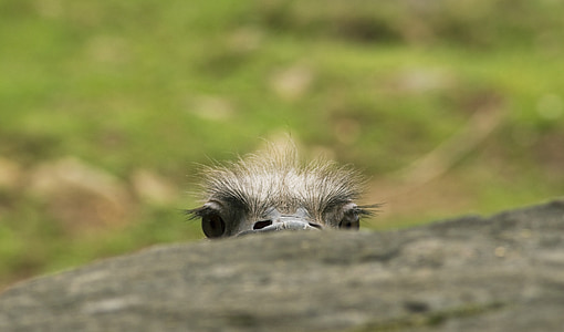 selective focus photo of gray animal thumbnail