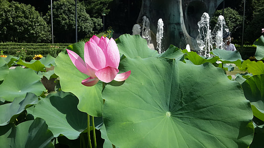 pink petaled flowers thumbnail