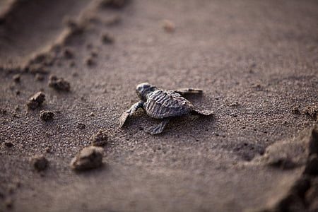 sea turtle on sand thumbnail
