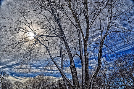 gray trees under blue sky and white clouds thumbnail
