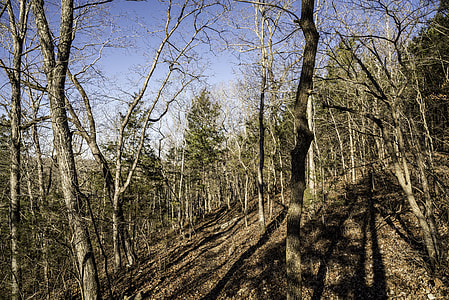 Trees in the winter in the Current River Trail in Echo Bluff State Park, Missouri thumbnail