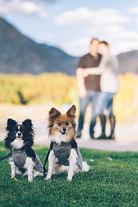 two selective focus photography of black and brown Chihuahuas thumbnail