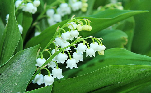 selective focus photography of snowdrop thumbnail