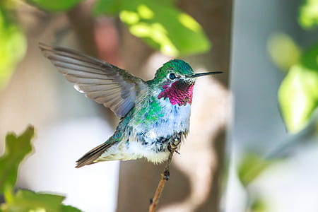 green and white hummingbird perching on brown tree thumbnail