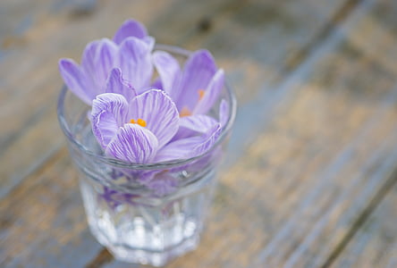 purple flowers in clear drinking glass thumbnail
