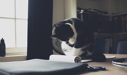 bicolor cat on table thumbnail