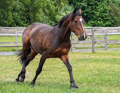 brown horse on green grass field at daytime thumbnail