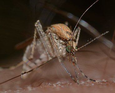 macro photography of Asian tiger mosquito thumbnail