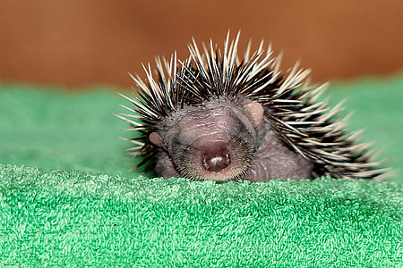 black porcupine on green cloth thumbnail