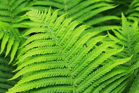 photo of green leafed plant thumbnail