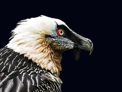 white and black eagle thumbnail