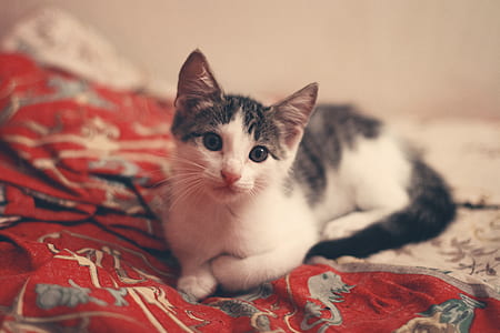 photography of gray tabby kitten on mattress thumbnail