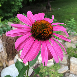 pink and orange flower thumbnail