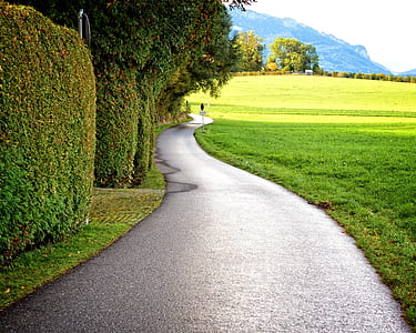 pathway between green grass and plants thumbnail