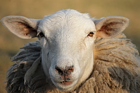 tilt shift lens photography of white sheep thumbnail