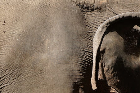 macro shot photography of elephant thumbnail