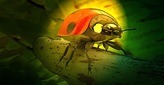 selective color photography of ladybug thumbnail