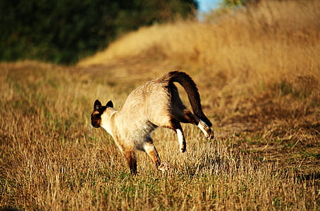 time lapse photography of animal on brown grass thumbnail