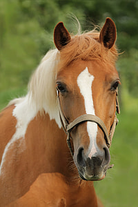 brown and white horse in close-up photography thumbnail