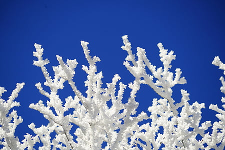 white corals during daytime thumbnail