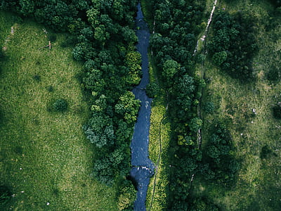 aerial photography of forest near river during daytime thumbnail