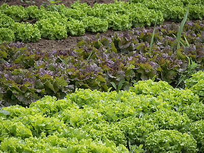 green leafy vegetables thumbnail