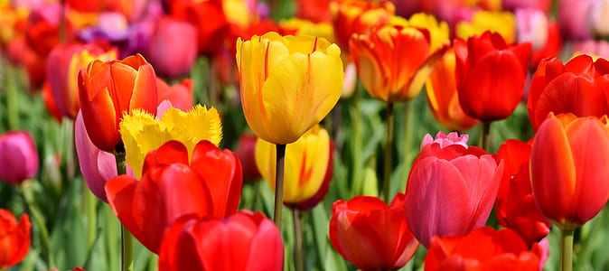 closeup photography of red and yellow rose flowers thumbnail