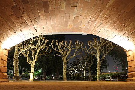 three bare trees in park thumbnail