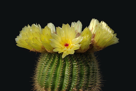 close-up photography of yellow barrel cactus flower thumbnail
