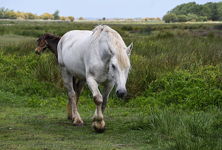 white and brown horses in the middle of the field surrounded by grass thumbnail