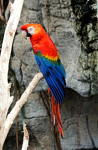orange and blue bird facing sideways thumbnail
