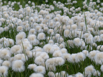 Scheuchzers Cottongrass thumbnail