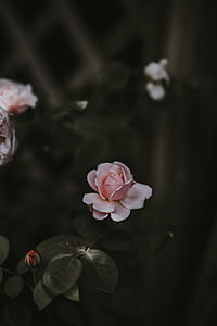 selective focus photography of flower thumbnail
