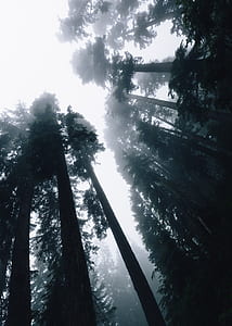 worm's eyeview of trees in the forest thumbnail