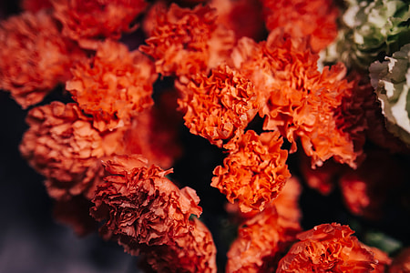 Close-ups of flowers and plants thumbnail
