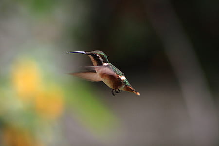 focus photography of flying green and white hummingbird thumbnail