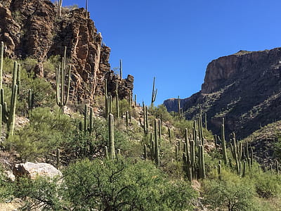 Saguaro catus line rock outcroppings in Sabino Canyon recreational area, Tucson, Arizona. thumbnail