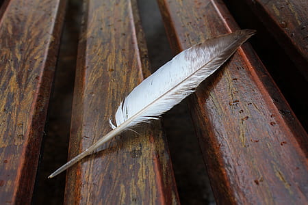 white feather on brown surface thumbnail