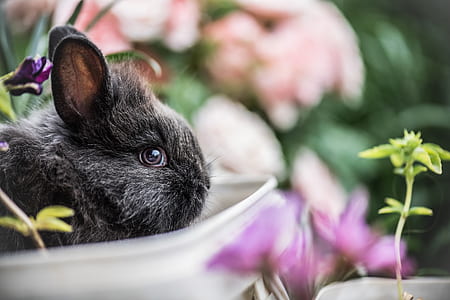 selective focus photography of black rabbit thumbnail