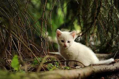 depth of field photograph of white kitten in forest thumbnail
