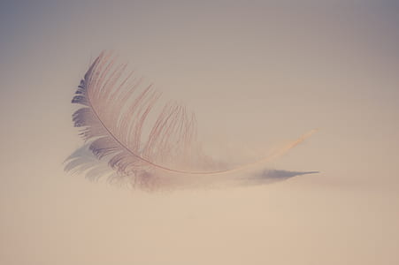 closeup photo of white feather thumbnail
