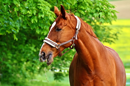 brown and white horse thumbnail