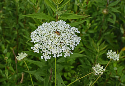 Queen Anne'S Lace With Insect thumbnail