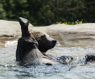bear on body of water thumbnail