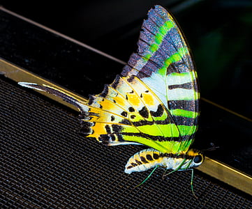 multicolored butterfly thumbnail