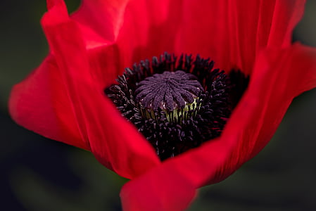 closeup photo of red petaled flower thumbnail