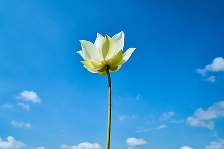 white and yellow petaled flowers under blue skies at daytime thumbnail