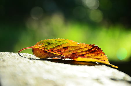 tilt shift photography of brown leaf thumbnail