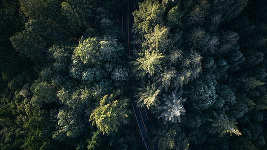 trees near asphalt road thumbnail